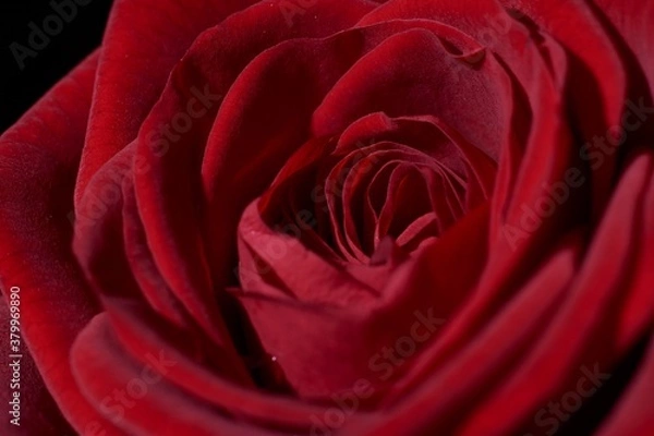 Fototapeta Very close view of the petals of a red rose