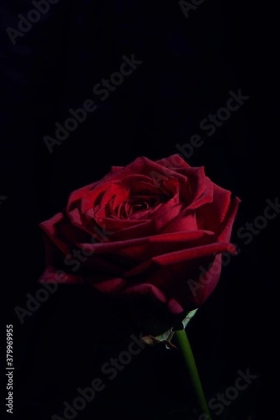 Fototapeta Close view of a red rose in the dark