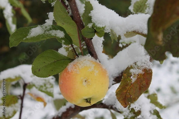 Obraz apples in the snow