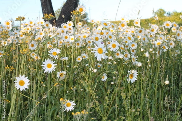 Obraz chamomile field