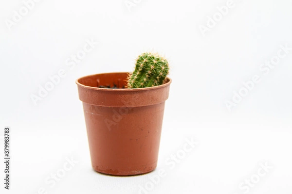 Obraz cactus in flowerpot