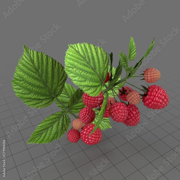 Obraz Raspberry plant