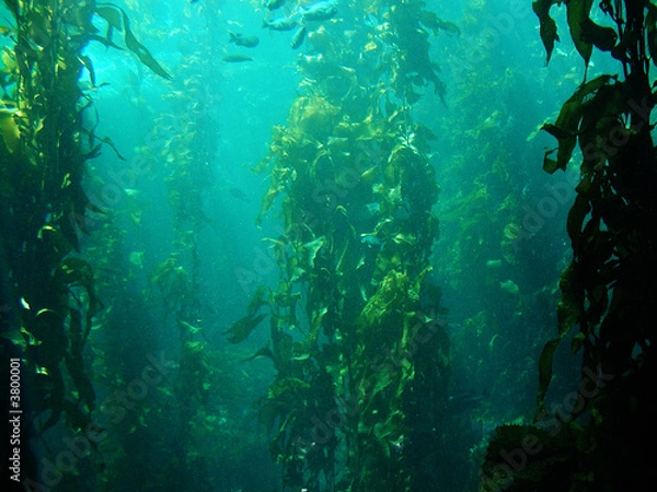 Obraz Kelp