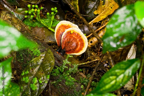 Fototapeta Red Lingzhi or Ganoderma lucidum found in Thailand