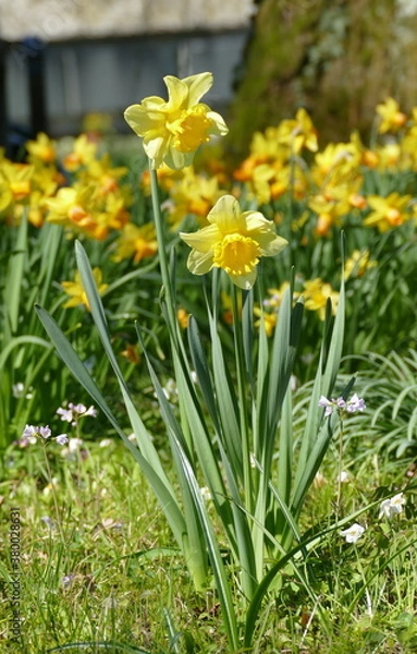 Fototapeta Yellow Narcissus pseudonarcissus in a park in spring in Zurich, Switzerland
