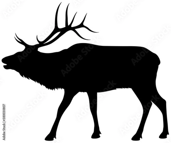 Fototapeta Ilustracja wektorowa sylwetki łosia byka stojącego, bugling na białym tle.