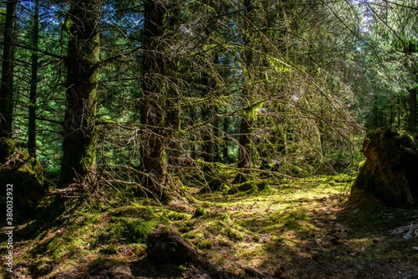 Fototapeta Trees in Ireland