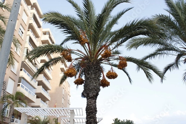 Obraz Palmera