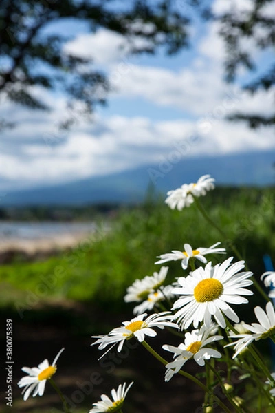 Fototapeta フランスギク
