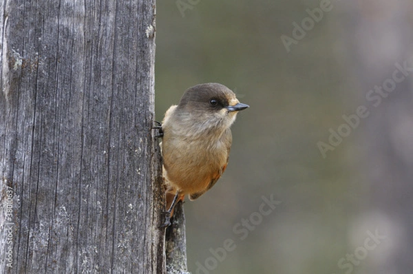 Obraz Siberian Jay (Perisoreus infaustus) in a pine tree
