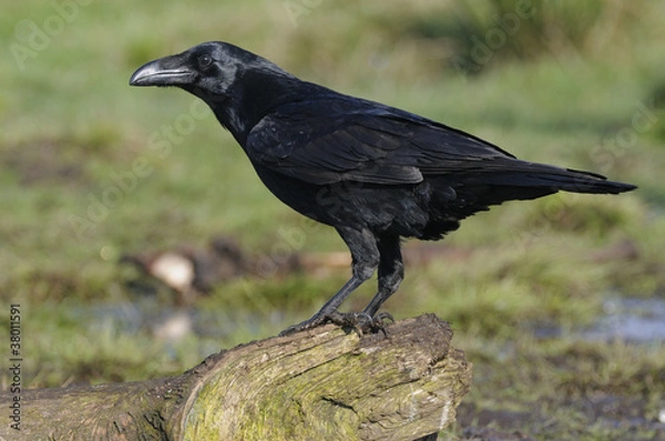 Obraz Raven ( Corvus corax)