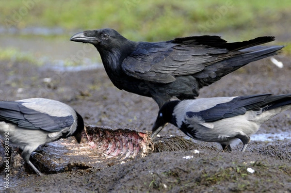 Obraz Raven ( Corvus corax)