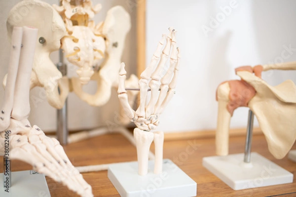 Obraz 理科室や整骨院にある手や背骨などの骸骨標本