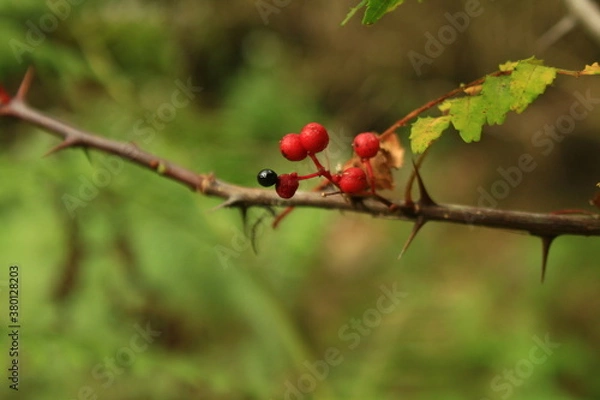 Obraz 野生の山椒の果実