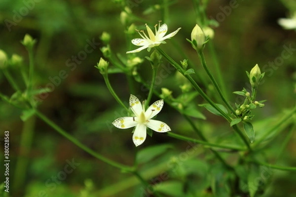 Obraz アケボノソウの花