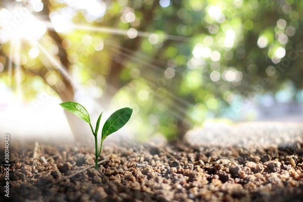 Fototapeta Small green trees growing in the sun Concept to save the world and reduce global warming and nature