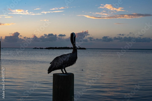 Obraz Pelican on a Post