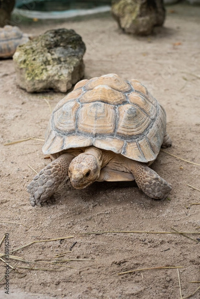 Fototapeta Tortoise
