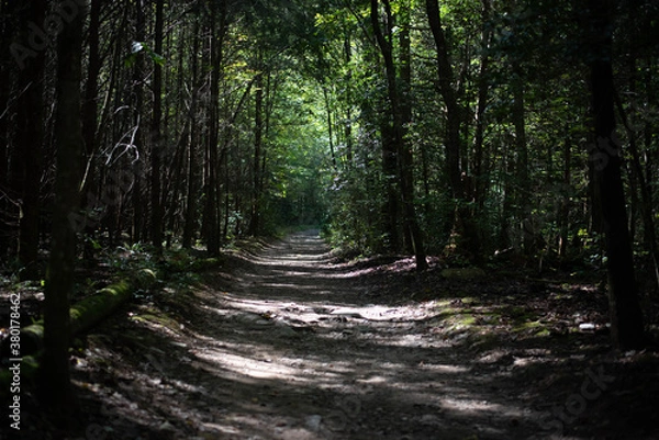 Obraz Road in the Woods