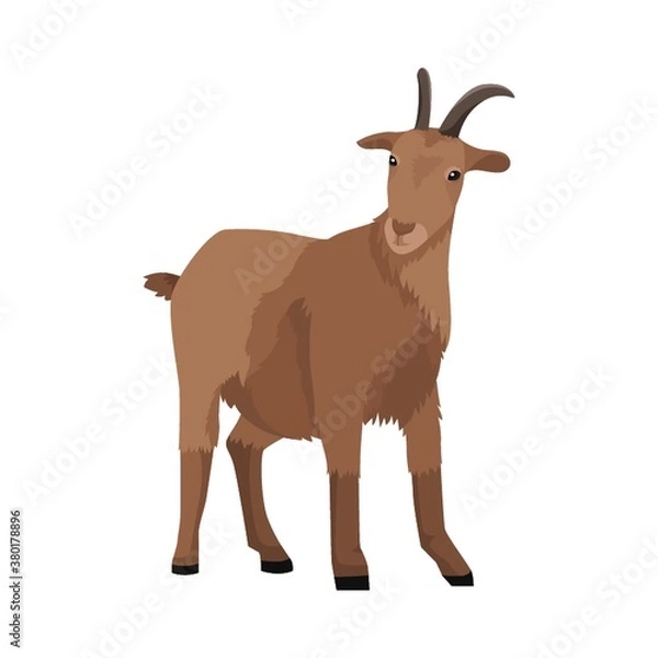 Obraz goat