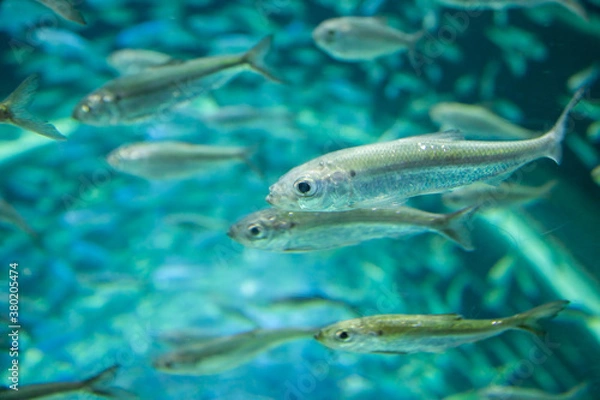 Obraz Shoal of alewives, alosa pseudoharengus, in an aquarium tank