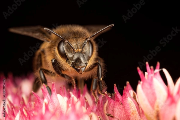 Obraz Close up of bee on a pink plant with face in focus.
