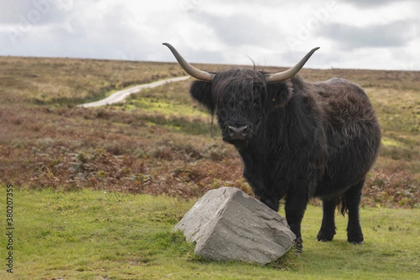 Obraz Krowa Black Highland Cattle stała obok skały na tle wrzosowisk Exmoor.