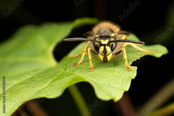 Obraz Close up of yellow and black wasp stood on a green leaf with dark background.