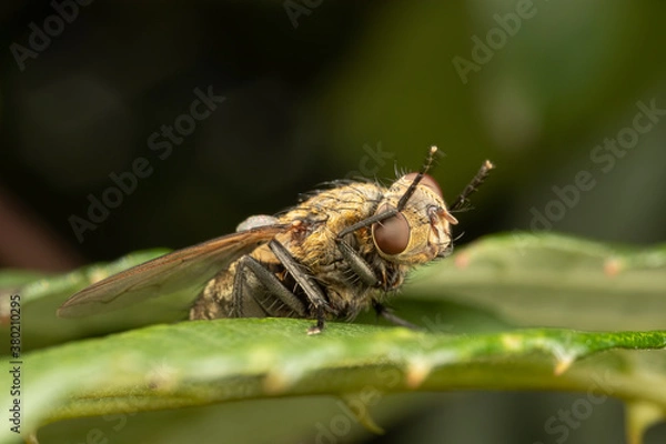Obraz Close up of a fly cleaning itself with its head turned and legs in the air whilst lying on a green leaf.