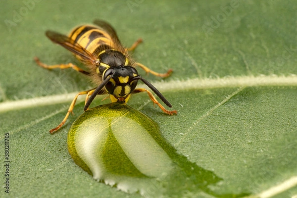 Obraz Close up macro of yellow and black wasp on a leaf eating syrup.