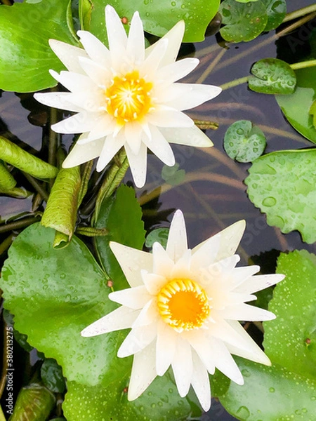 Fototapeta Blooming lotus