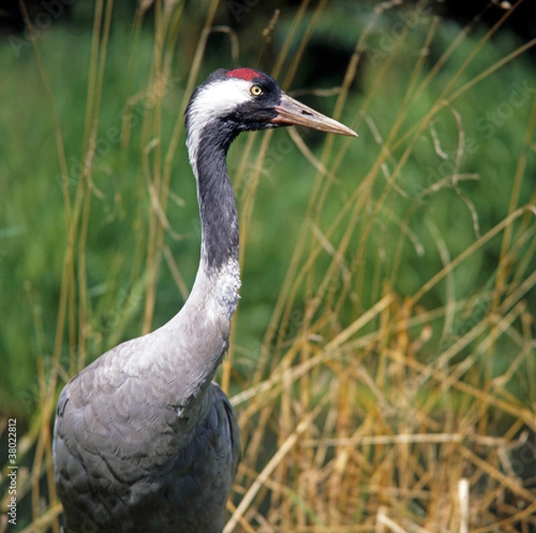 Obraz Kranich_116846