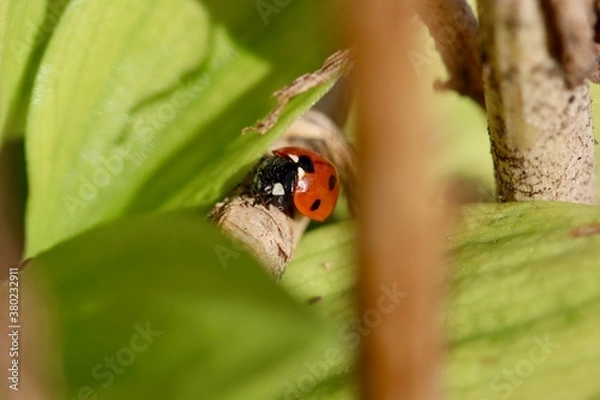 Obraz Coccinelle 