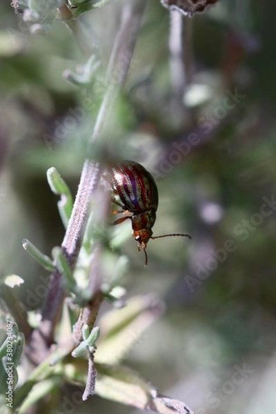 Obraz chrysomèle du romarin