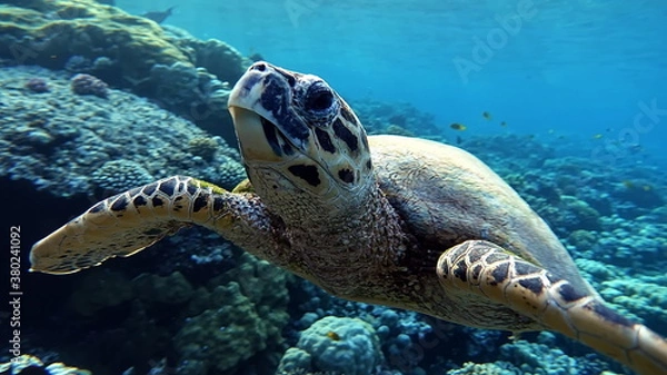 Fototapeta Sea turtles. Large reef turtle Bissa on the reefs of the Red Sea.

