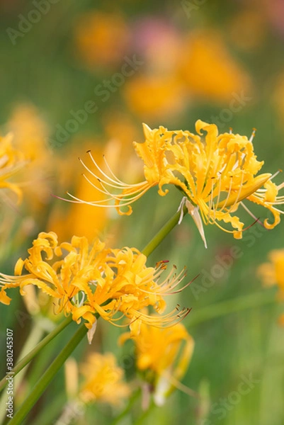 Fototapeta 黄色い彼岸花