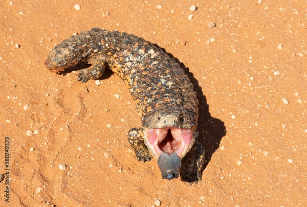 Fototapeta shingle back lizard in outback, Australia.