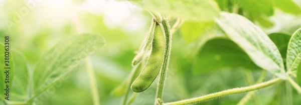 Fototapeta Green Soybean Field closeup, soy bean crops in field. Background of ripening soybean. Rich Harvest Concept. Agriculture, nature and agricultural land. Soy beans in sun rays closeup. Panoramic banner.