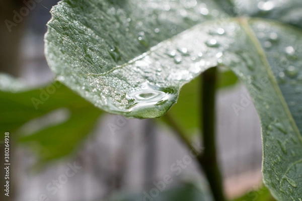 Obraz goccia di pioggia su foglia