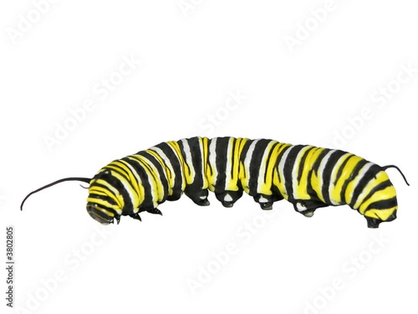 Fototapeta Monarch Caterpillar