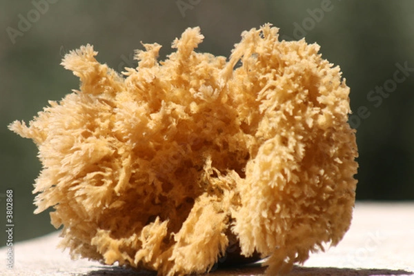 Obraz éponge de mer