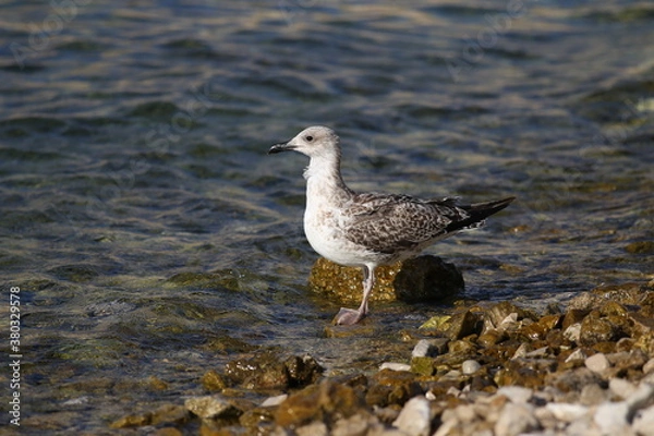 Obraz A gray seagull stands on a rocky shore