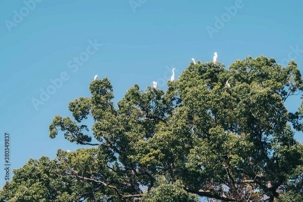 Fototapeta 並ぶ鳥