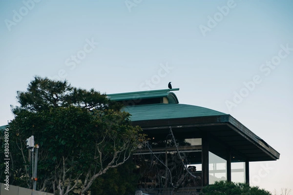 Fototapeta カラス