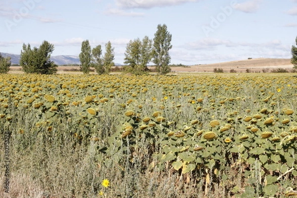 Obraz Girasoles