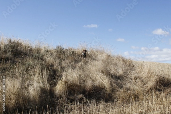 Obraz Rastreo Braco Alemán