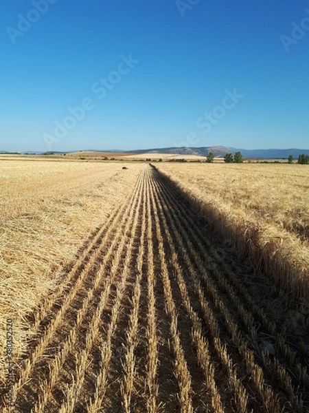 Obraz Recolección cosecha