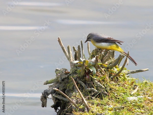 Obraz Grey Wagtail