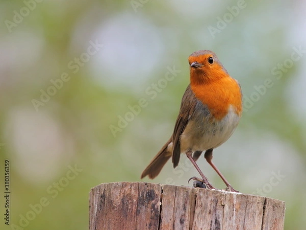 Fototapeta robin on a fence