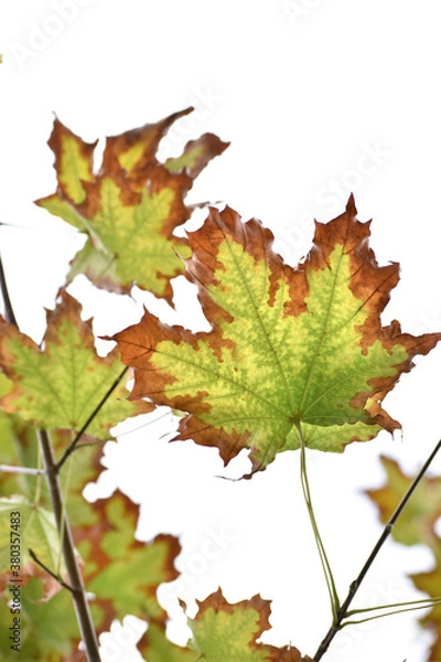 Fototapeta maple leaves